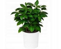 LAMELA DONICZK MALWA DŁUTO ŚR.19h19,5+WKŁAD KOLORY