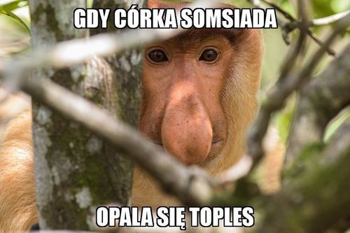 maska "nosacz polski" na Arena.pl