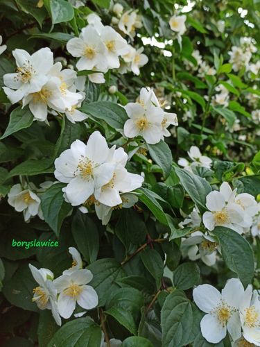 Jaśminowiec wonny (Philadelphus coronarius) w P11, wysokość 80-100 cm na Arena.pl