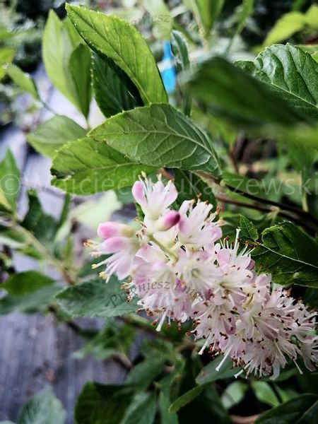 Orszelina Ruby Spice unikalny zapach miododajna zdjęcie 1