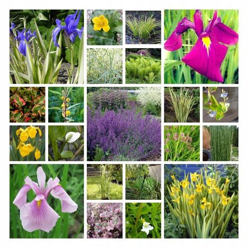 5 x Ślimak Błotniarka Stawowa Filtruje i oczyszcza Na Glony na Arena.pl