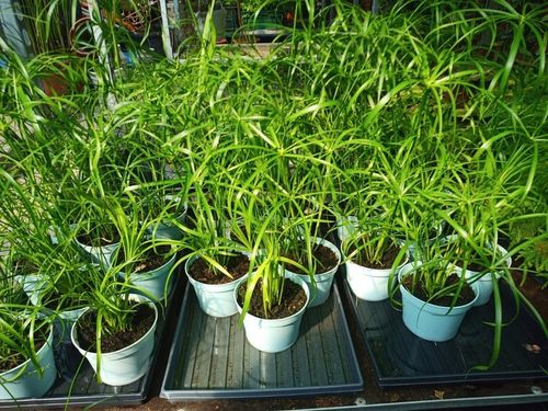 Papirus Cibora zmienna Cyperus alternifolius do Domu Ogrodu i Oczek na Arena.pl