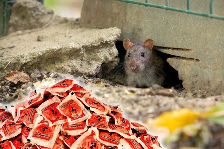 STRONG TRUTKA PASTA na GRYZONIE 3 kg bromadiolon zdjęcie 9