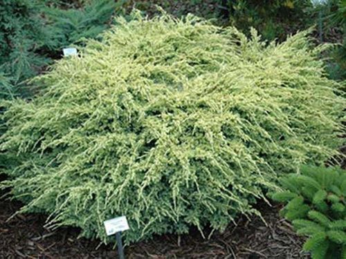 Jałowiec Dream Joy C2 na Arena.pl