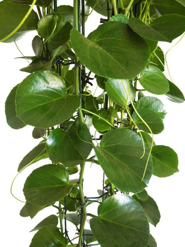 CISSUS ROTUNDIFOLIA wys.: 170cm na Arena.pl