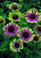 JEŻÓWKA Green Twister Echinacea - sadzonki w doniczkach