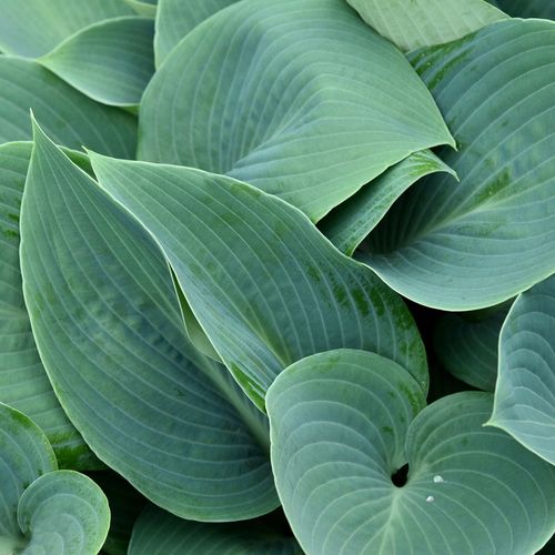 Funkia HALCYON Hosta Niebieska Sadzonki P11 na Arena.pl