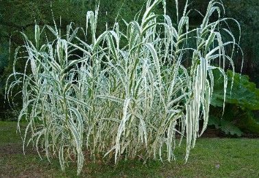 Lasecznica trzcinowata 'Variegata' Wysoka Pstra Trawa Biała (Arundo donax) na Arena.pl
