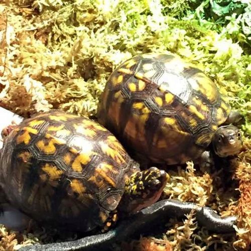 Podłoże do storczyka 100g Spagmoss sphagnum mech torfowiec na Arena.pl