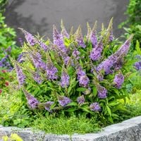 Budleja BUTTERFLY CANDY Little Lila Fiolet Kompaktowa odmiana Do pojemników