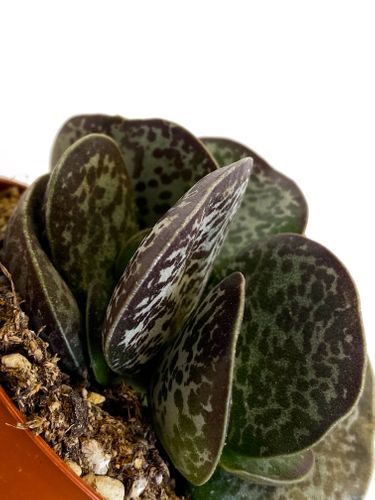 Adromischus Maculatus 12cm na Arena.pl