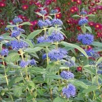 Barbula klandońska DARK KNIGHT Miododajna Późno kwitnie Sadzonki C2