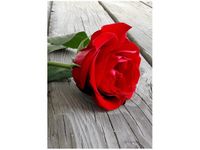 50X70CM RÓŻA DESKACH OBRAZ PION ŚCIAN