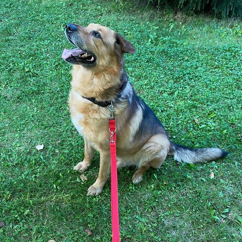 Smycz Treningowa Przepinana na 5 różnych długości. B. Mocna Szer.25 mm - 5m na Arena.pl