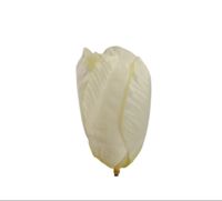 Tulipan wyrobowy cream green 24 szt