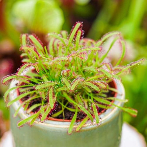 Drosera capensis ROSICZKA PRZYLĄDKOWA na Arena.pl