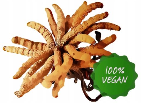 CORDYCEPS CS-4 Mycomedica 90 kaps LIBIDO WITALNOŚĆ na Arena.pl