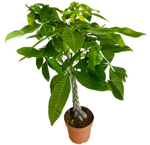 PACHIRA WODNA 110 cm na Arena.pl