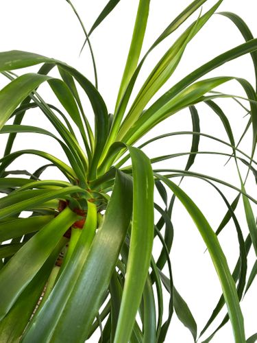 DRACENA DRACO SMOCZA 120 cm na Arena.pl