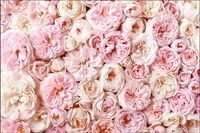 Tło fotograficzne Produktowe FLAT LAT Kulinarne