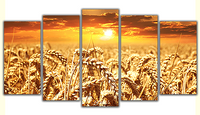 Zboże - zachód słońca Rozmiar - 5x200x120