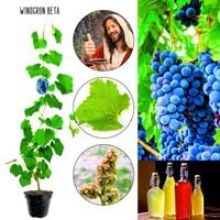 Winogron Beta mrozoodporne KRZEW 60-90 cm