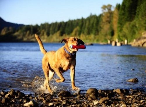 Chuckit! Amphibious Bumper Medium [18300] na Arena.pl