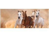 OBRAZ KONIE BIEGNĄCE GALOPEM