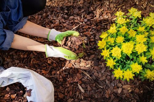KORA SOSNOWA Ogrodowa Gruba Torf Humus 80L na Arena.pl