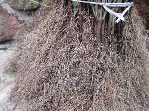 Ligustr pospolity - Liguster - Żywopłot -- 20-50cm --- 100szt. na Arena.pl