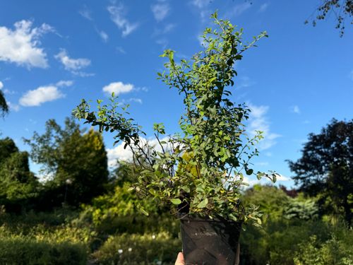 Tawuła nippońska 'Halward's Silver' (Spiraea nipponica') Doniczka 2.0L na Arena.pl