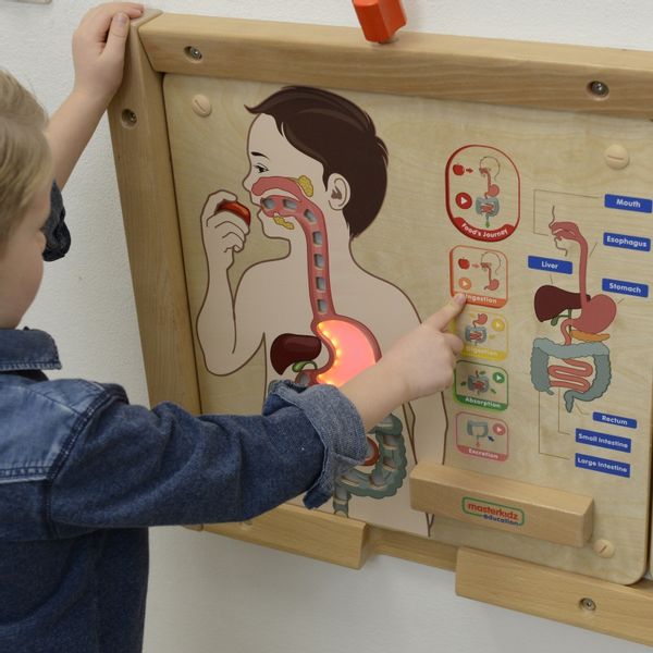 MASTERKIDZ Tablica Edukacyjna Układ Trawienny zdjęcie 4