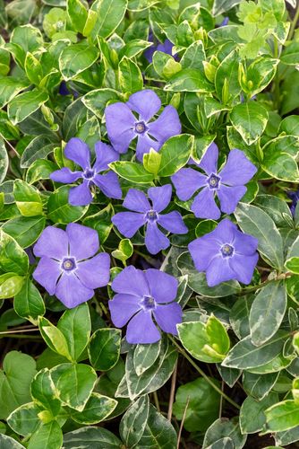 Barwinek większy Variegata - Vinca major na Arena.pl