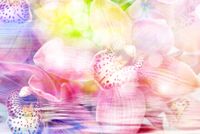 FOTOTAPETA STORCZYK KWIATY SALON 3D