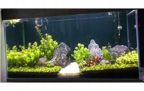 ZESTAW ROŚLIN ŁATWYCH W UPRAWIE NA TRZY PLANY DO AKWARIUM + GRATIS PĘSETA na Arena.pl