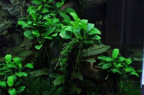 Anubias barteri var. nana 'Petite' Koszyk Ø 5,5 cm na Arena.pl