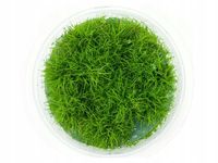 Eleocharis Parvula PONIKŁO kubek 10cm in vitro