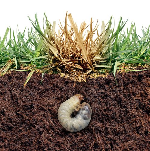 SUM42 NATUR BLOKER 1KG SUMIN na Arena.pl