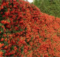 OGNIK szkarłatny Mohave - sadzonki 40 / 60 cm