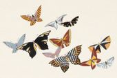Plakat 91,5x61cm Butterfly 15, Sekka Japoński Vintage do Salonu
