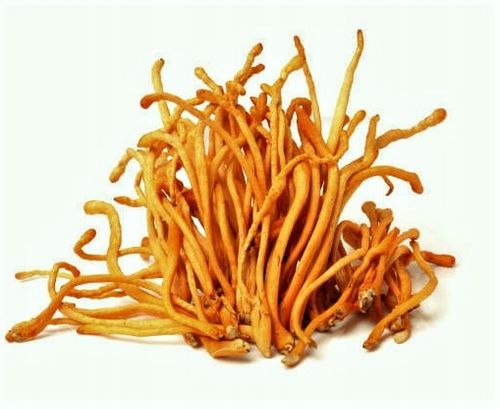Cordyceps militaris suszone 100g KORDYCEPS na Arena.pl
