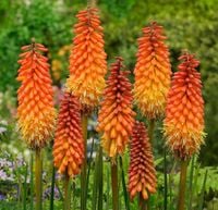 NASIONA Trytoma Groniasta 0,2g Kwiaty 421752