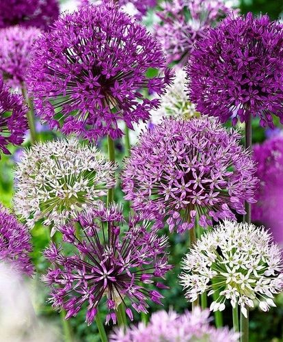 ALLIUM CZOSNEK OLBRZYMI OZDOBNY MIX cebulki 20 szt. + GRATIS na Arena.pl