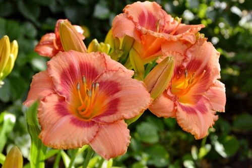 Liliowiec 'Strawberry Candy' Jasno-Różowy (Hemerocallis) Doniczka 2.0L na Arena.pl