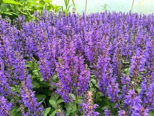 Szałwia omszona Niebieska 'Noble Knight' (Salvia nemorosa) W Doniczce 1.0L na Arena.pl
