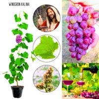 Winogron Kalina winogrona deserowe KRZEW 60-90 cm