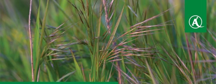 FUSILADE FORTE 150EC 1L CHWASTNICA PERZ MIOTŁA ŚRODEK CHWASTOBÓJCZY CHWASTY zdjęcie 12