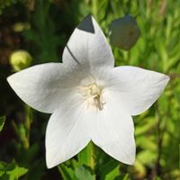 Rozwar wielkokwiatowy 'Astra White' Biały (Platycodon grandiflorus) 1.0L