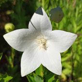 Rozwar wielkokwiatowy 'Astra White' Biały (Platycodon grandiflorus) 1.0L