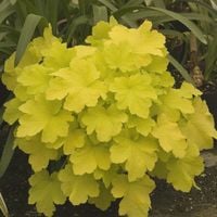 ŻURAWKA Citronelle Heuchera - sadzonki w doniczkach